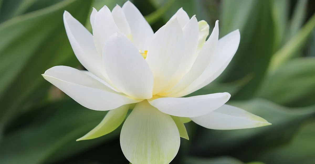 Fleurs de lotus : symboles, usages et place dans la pratique du yoga