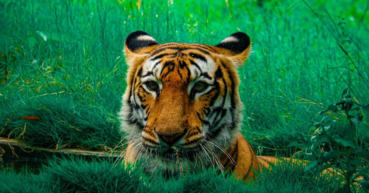 Oeil de tigre pierre : guide pratique pour choisir, porter et nettoyer