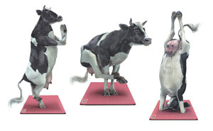 yoga_cows